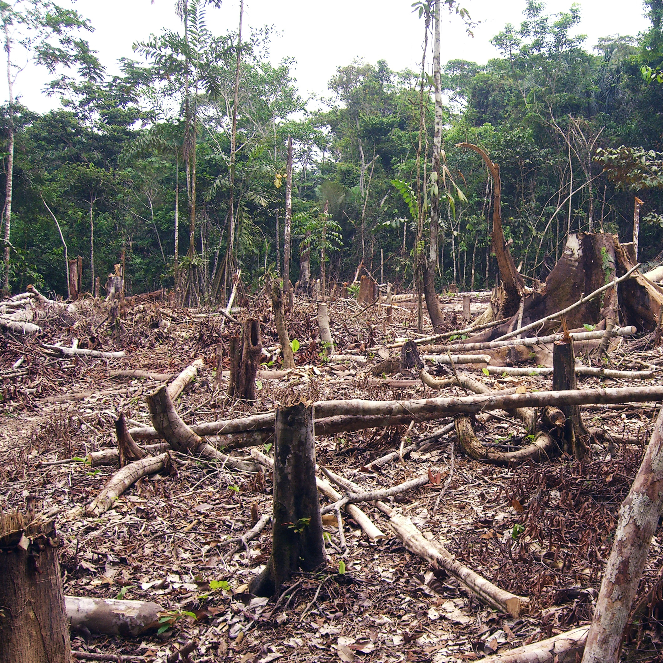 Evaluation  finale : la déforestation