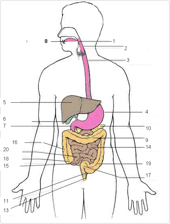 Puzzle du système digestif