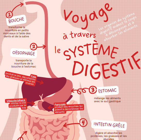 Le système digestif - Synthèse