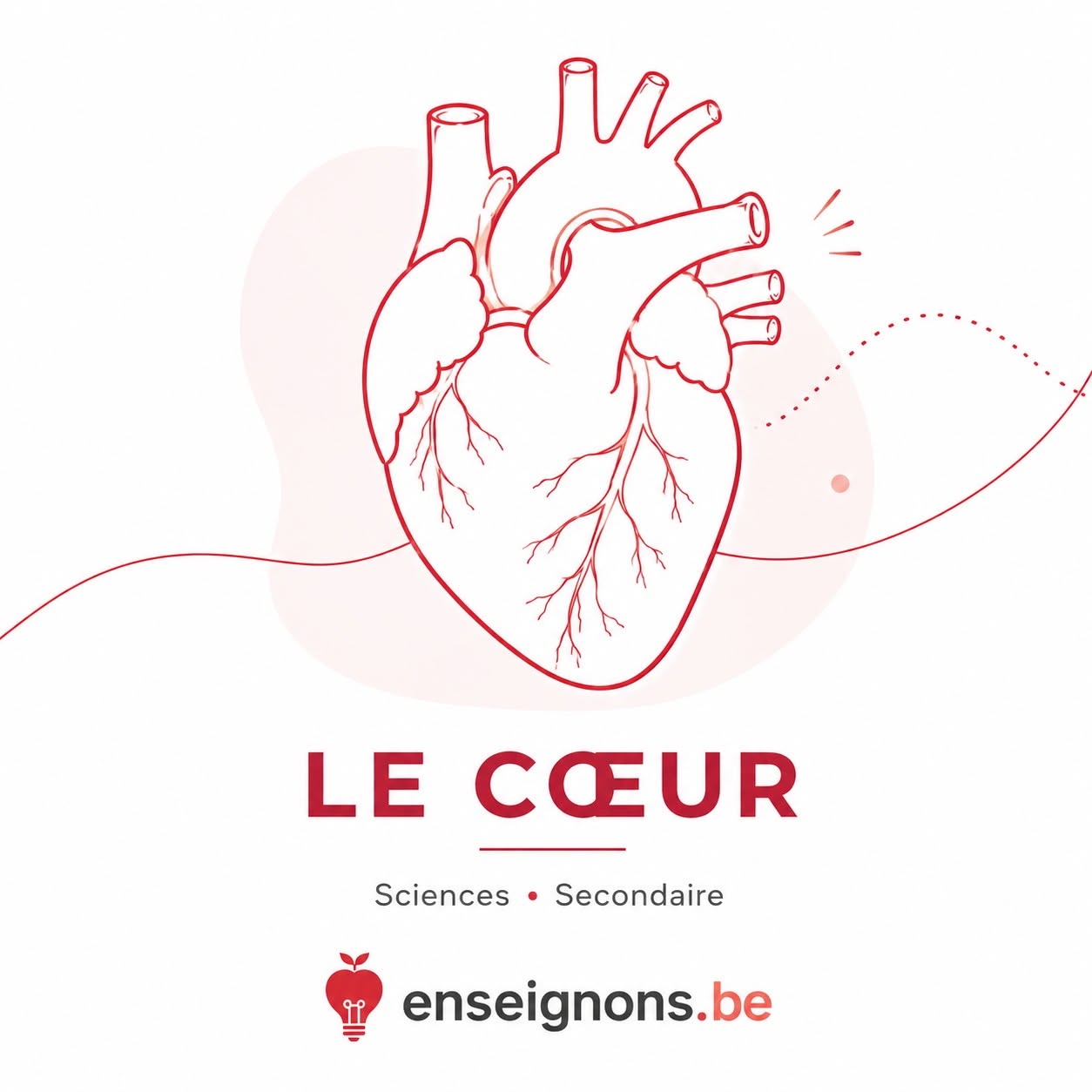 Le cœur : découverte en vidéo