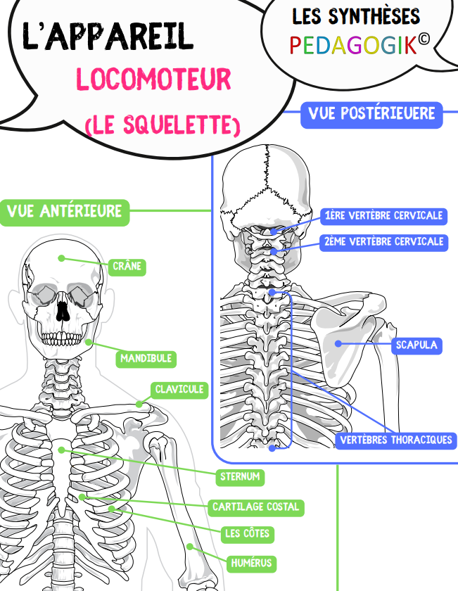 L'appareil locomoteur
