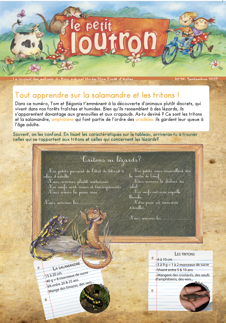 "Le Petit Loutron" : Tritons et salamandres