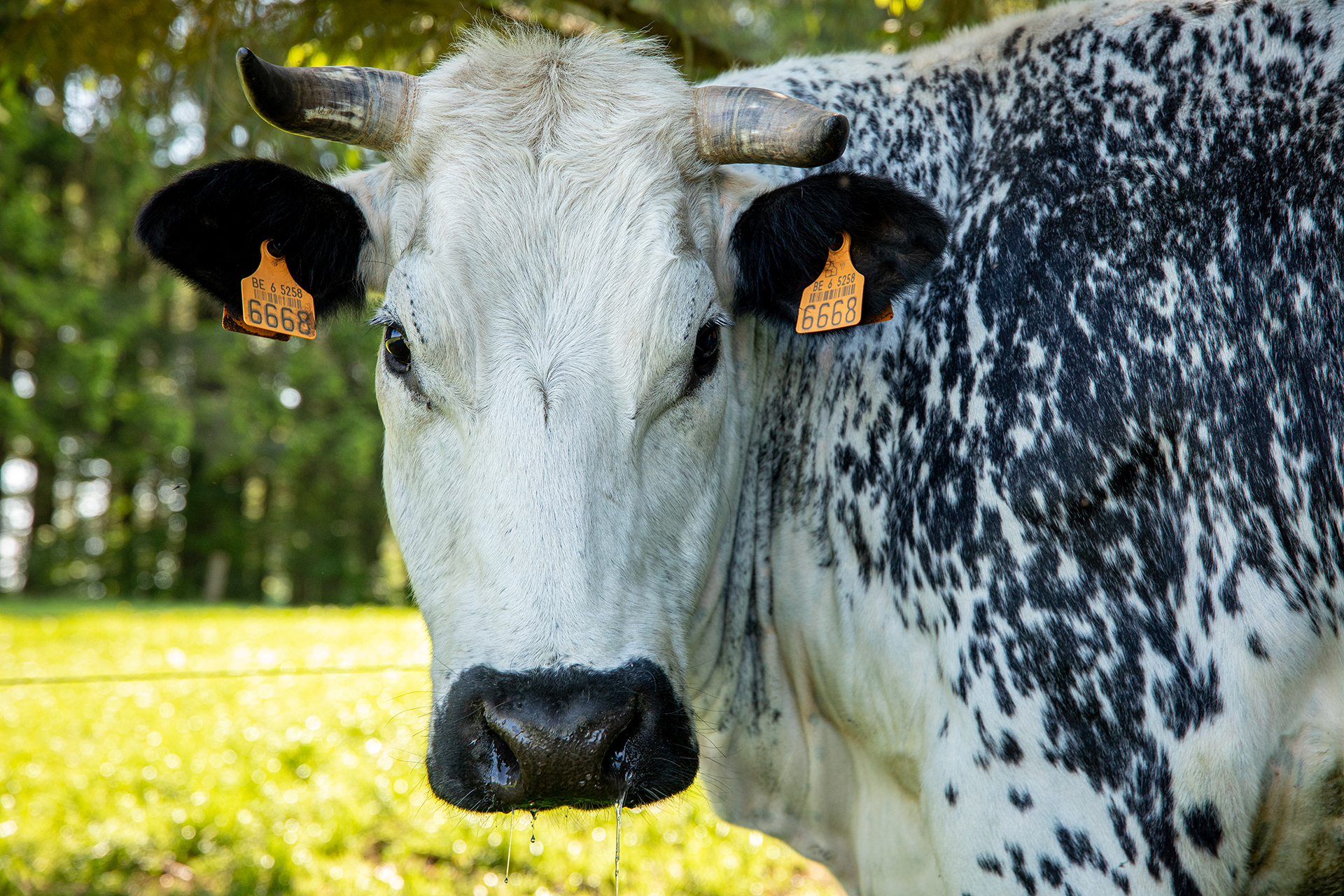 La vache