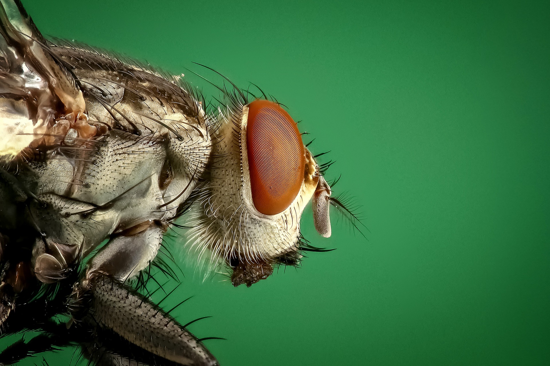 Initiation à l'entomologie forensique