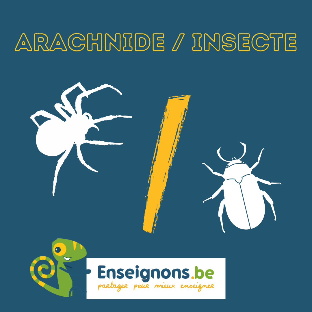 Comparer  les insectes et les arachnides