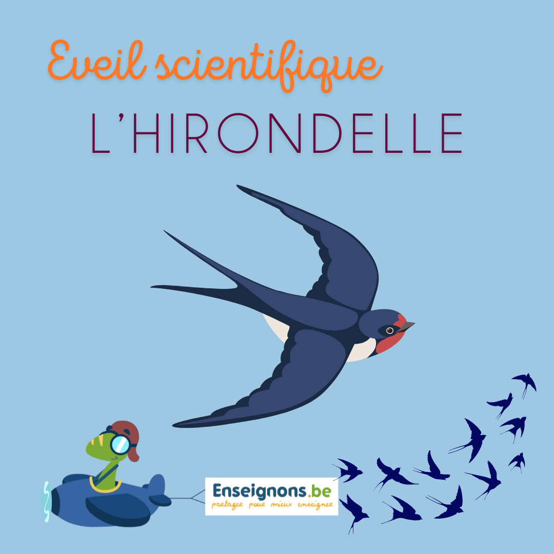 Les hirondelles
