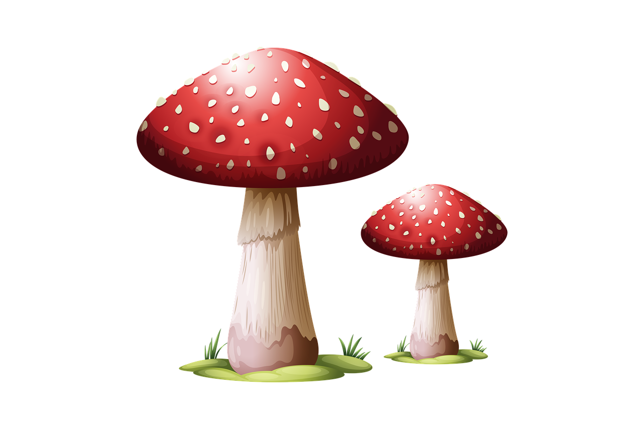 Les champignons